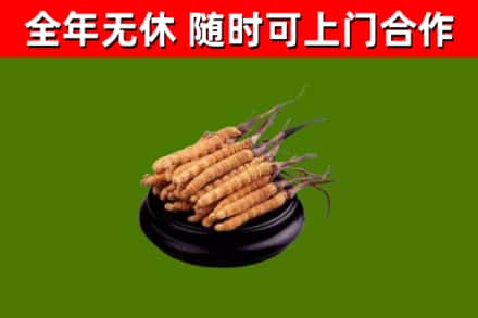博罗回收冬虫夏草