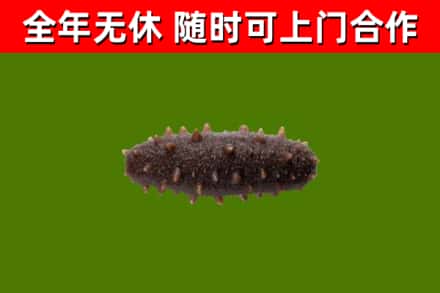 博罗回收海参干